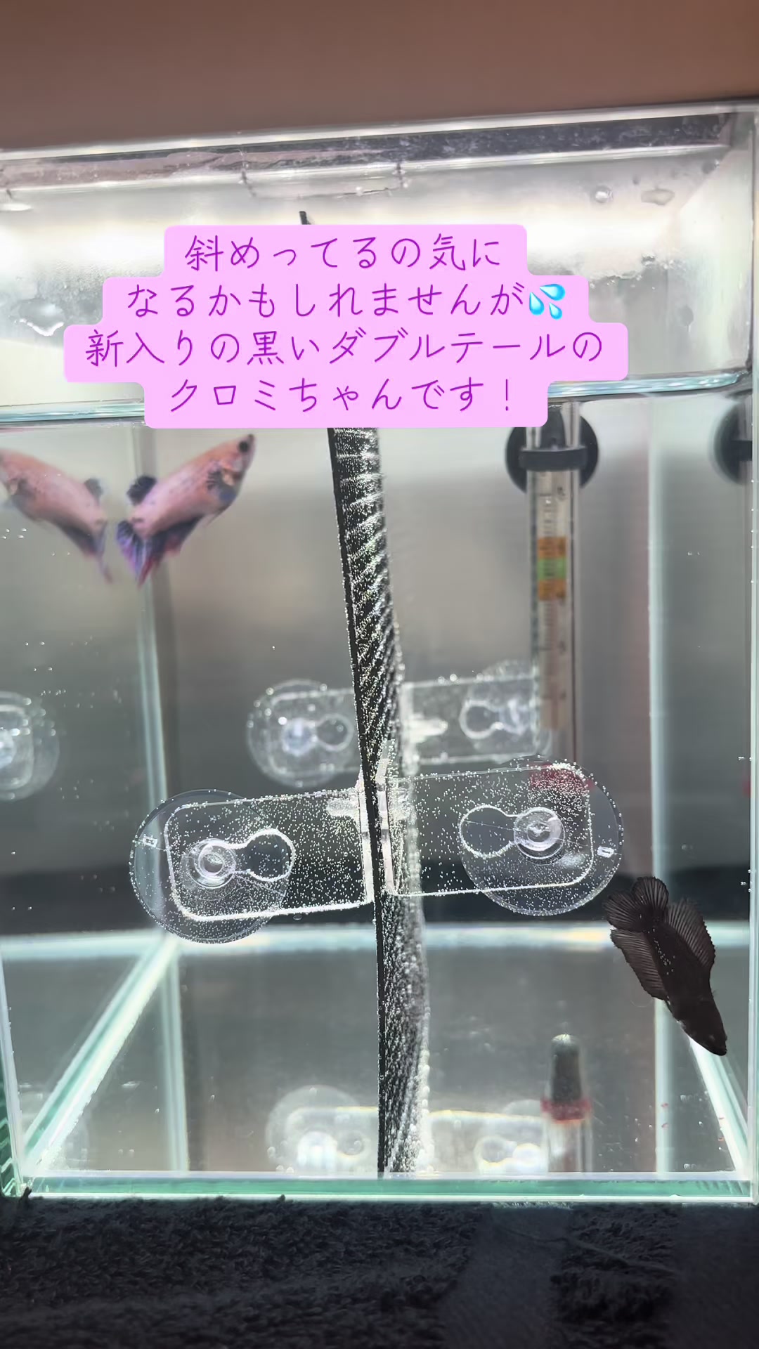 @ちあ🐠🫧