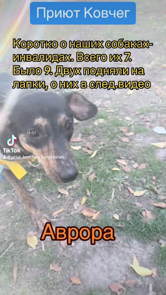 @Приют Ковчег Кыргызстан