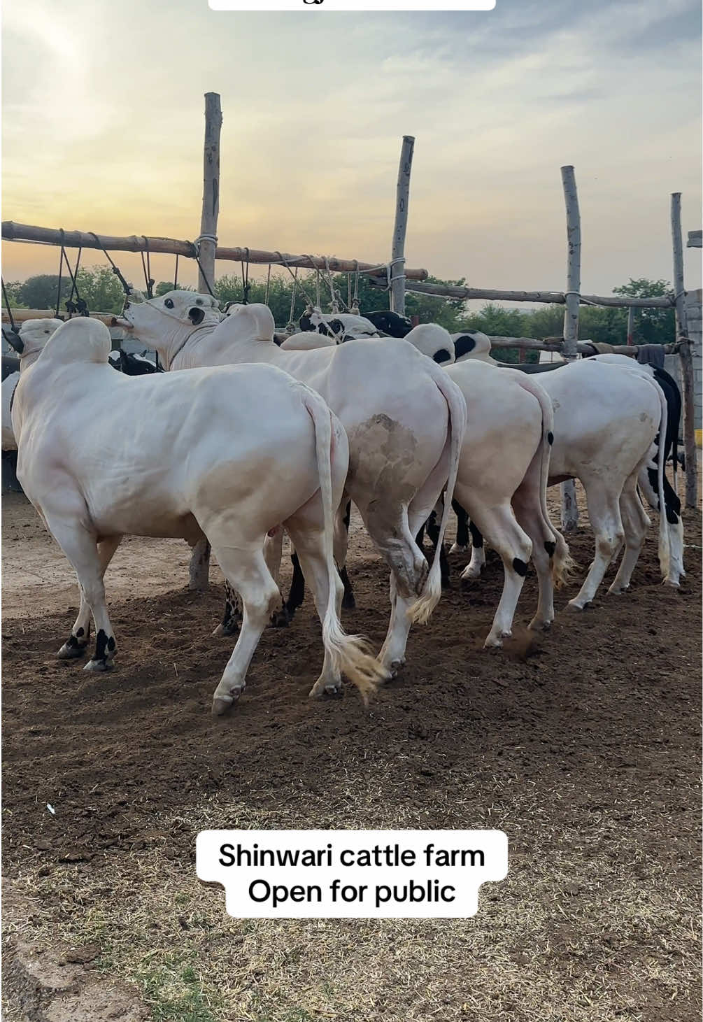 @Shinwari Cattle Farm