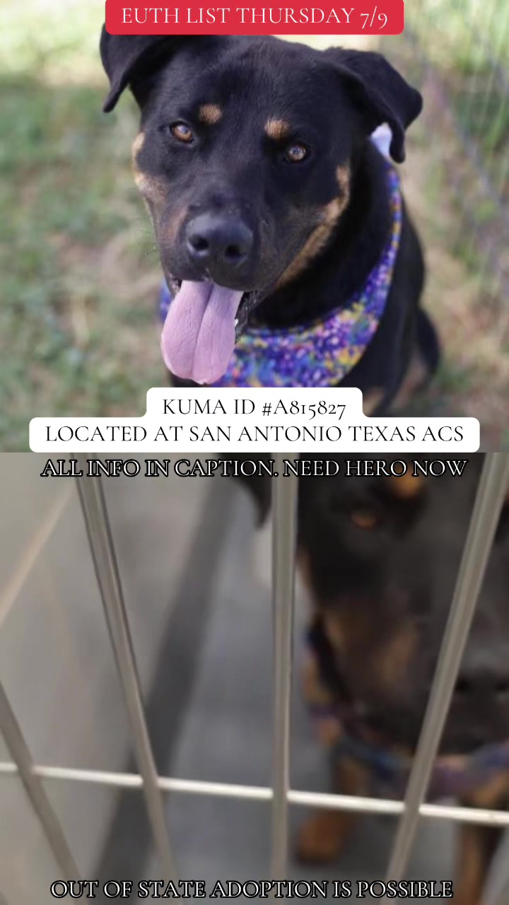 @@rescuedogs911