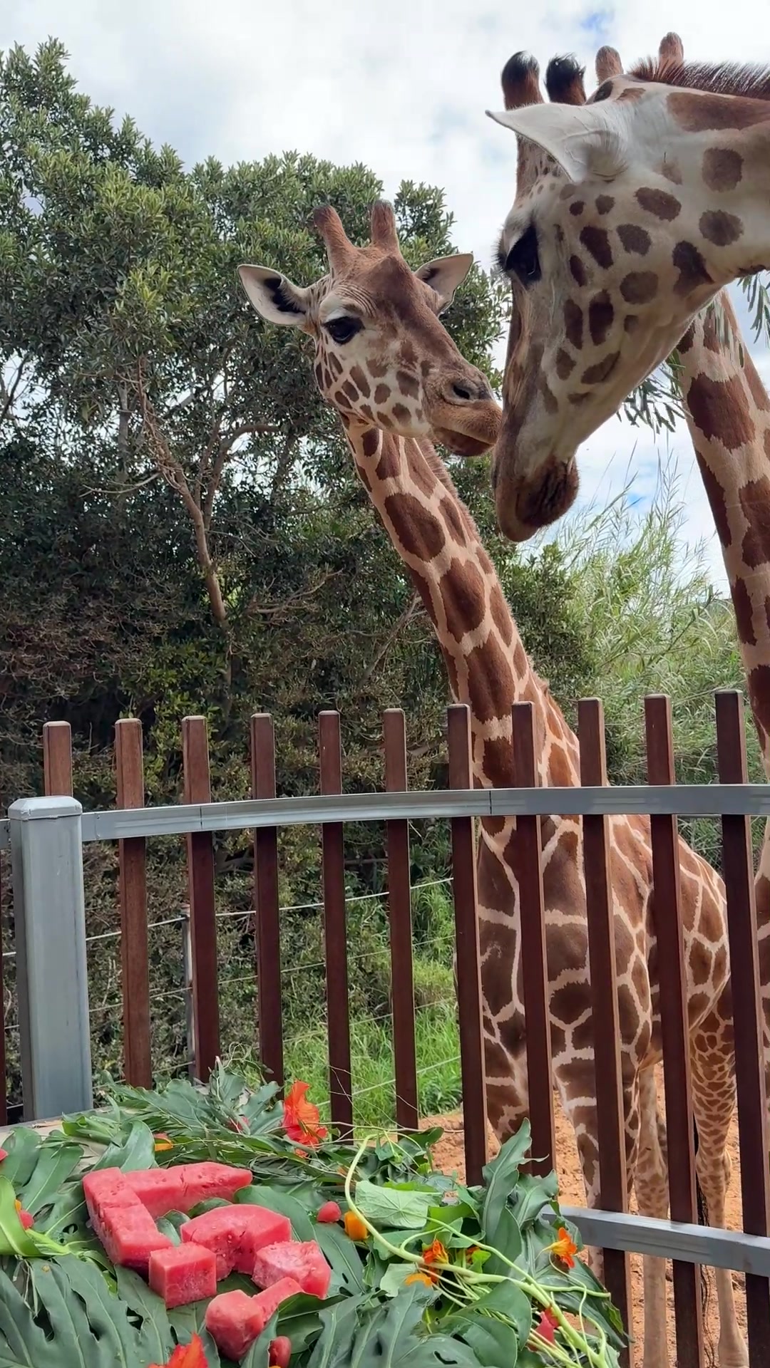 @Perth Zoo