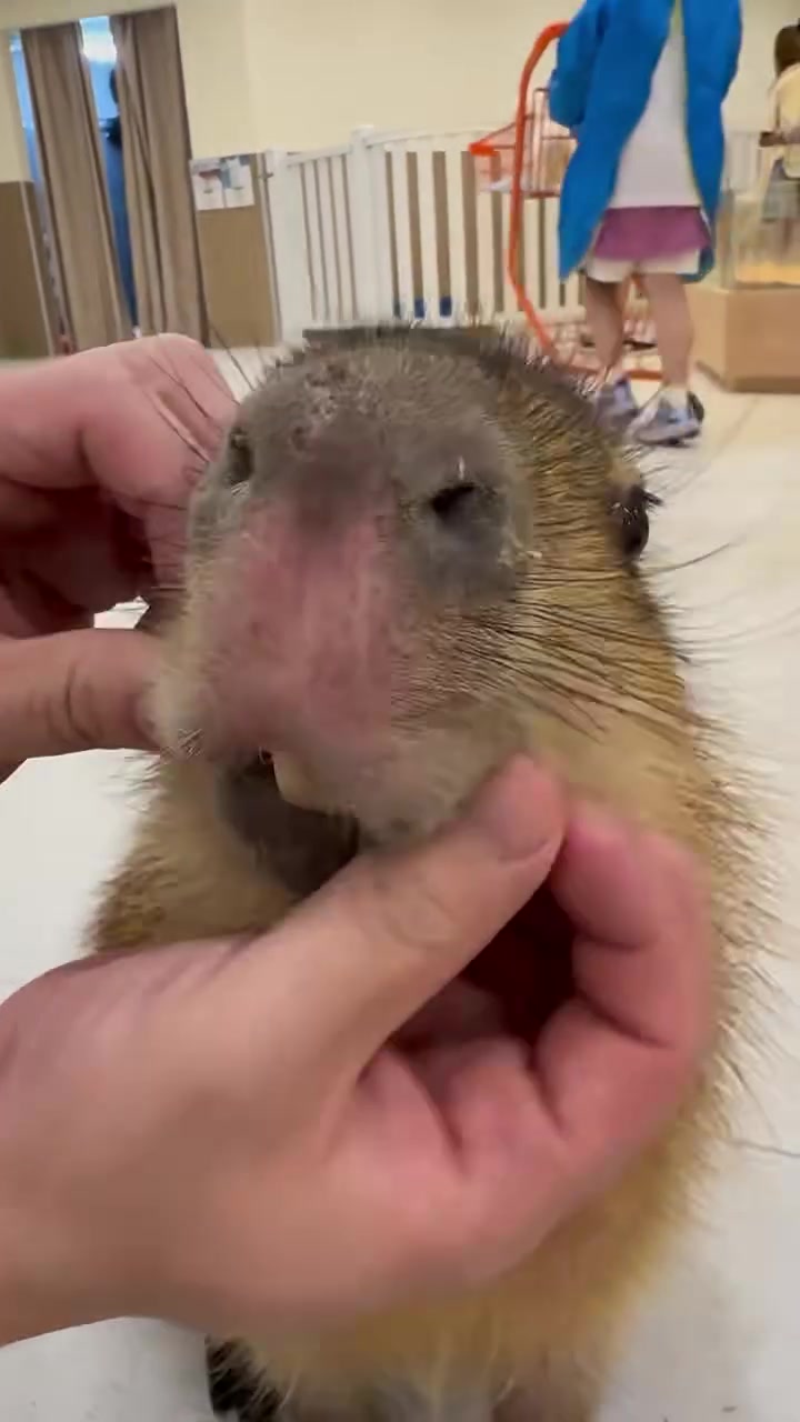 @Capybarabaramedia