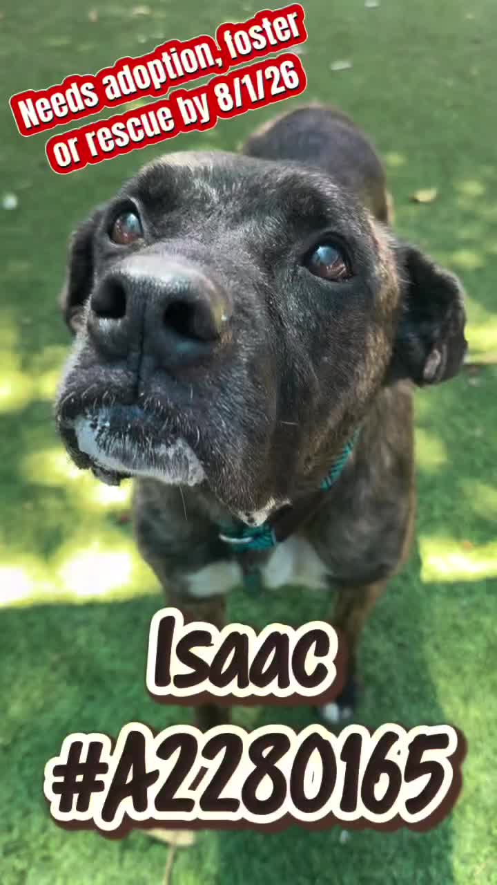 @Cane Corsos