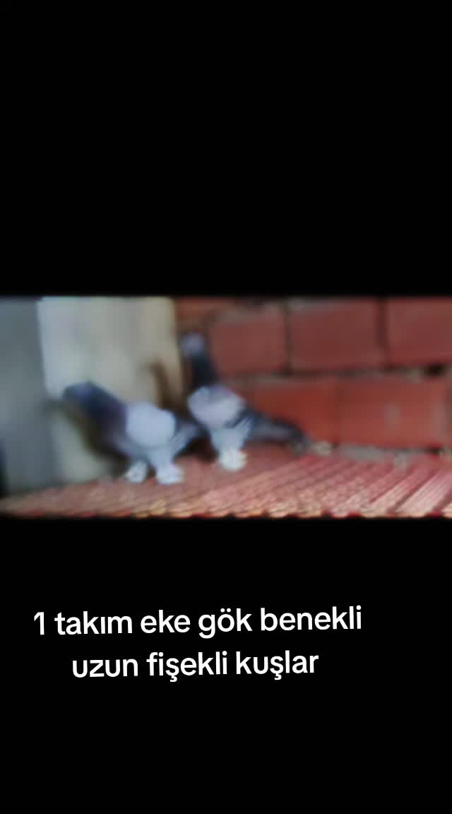 @huseyinsagir