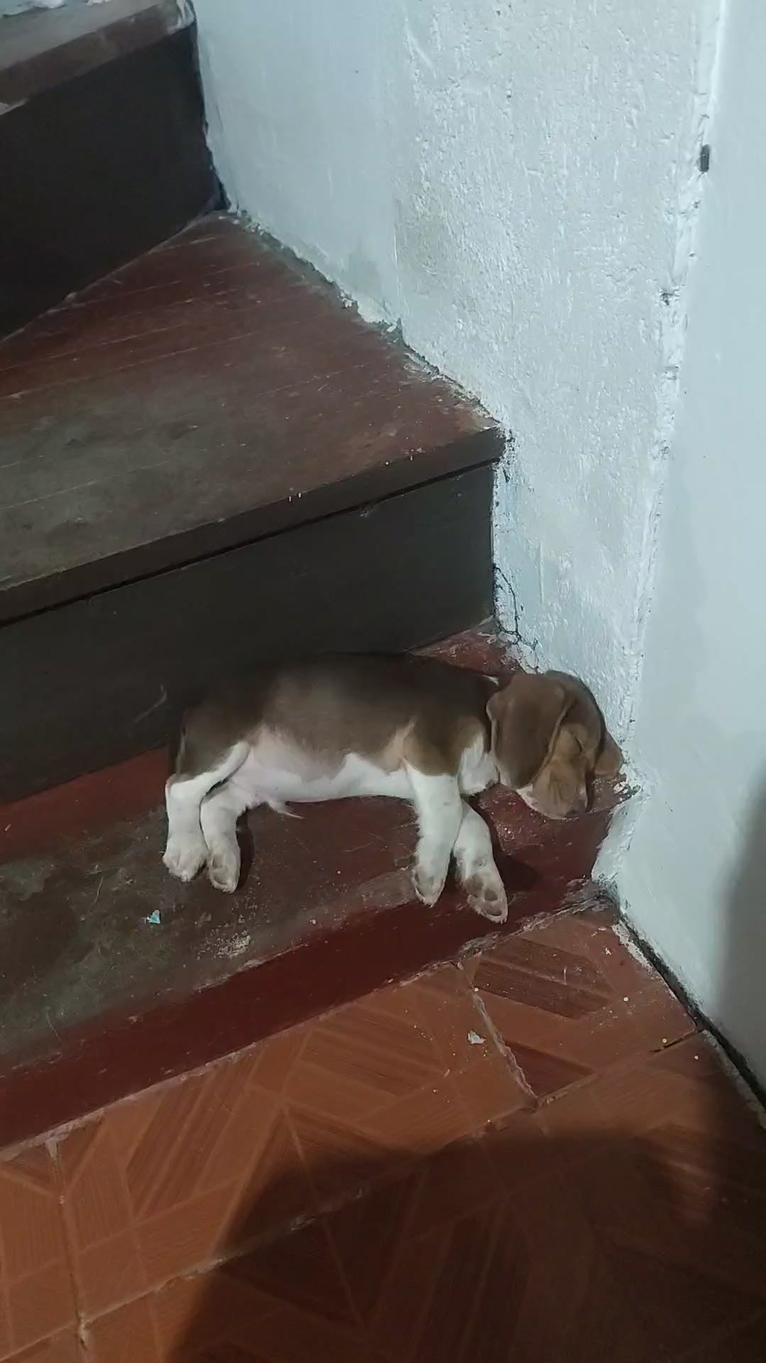 @Pawborito