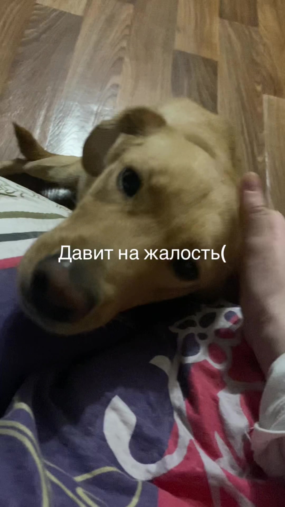 @тгк: 𝖗𝖎𝖈𝖍𝖍𝖆𝖗𝖉