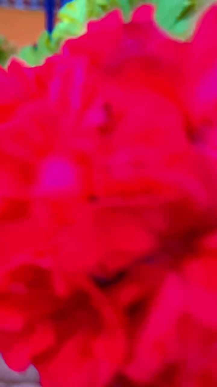 @Supriya_🌷❤️