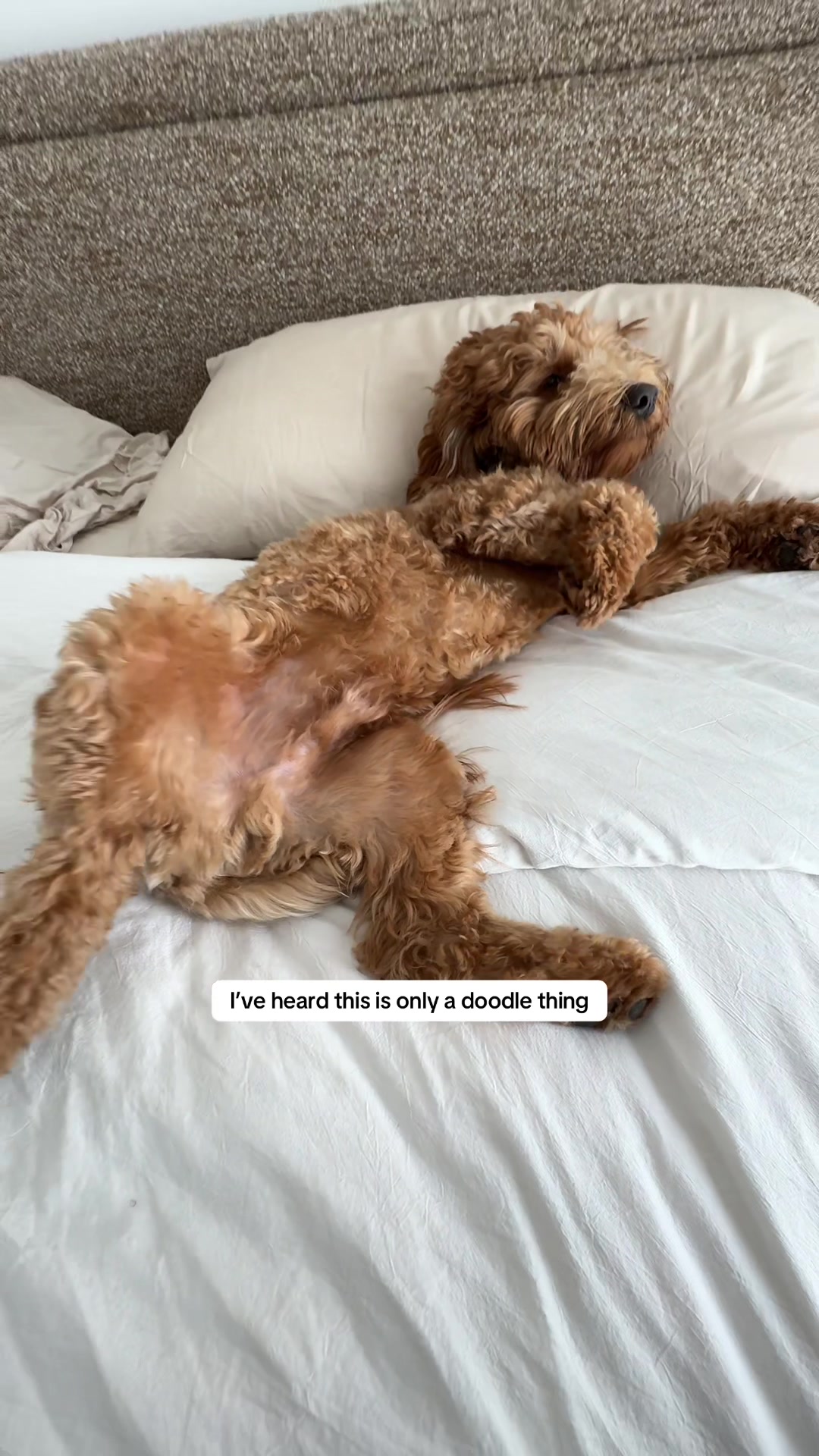 @Teddy 🐾