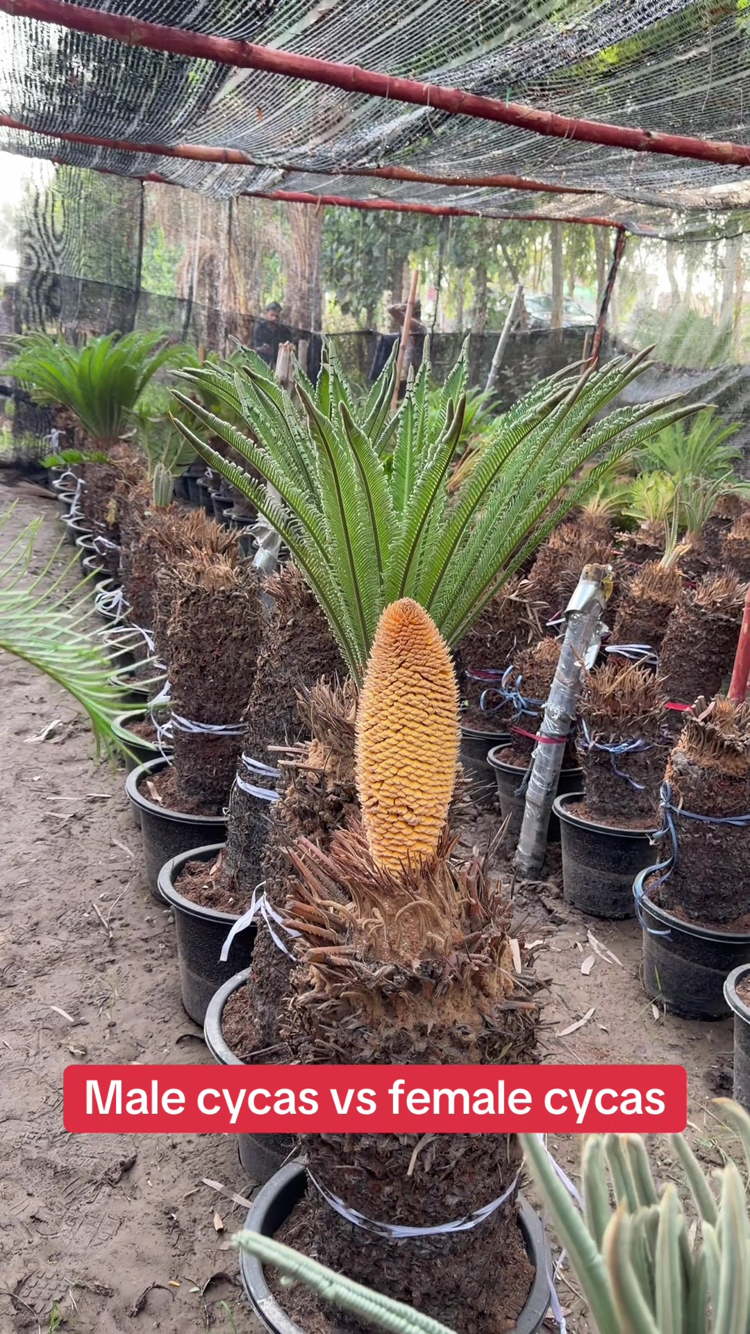 @AGP nursery farm pattoki