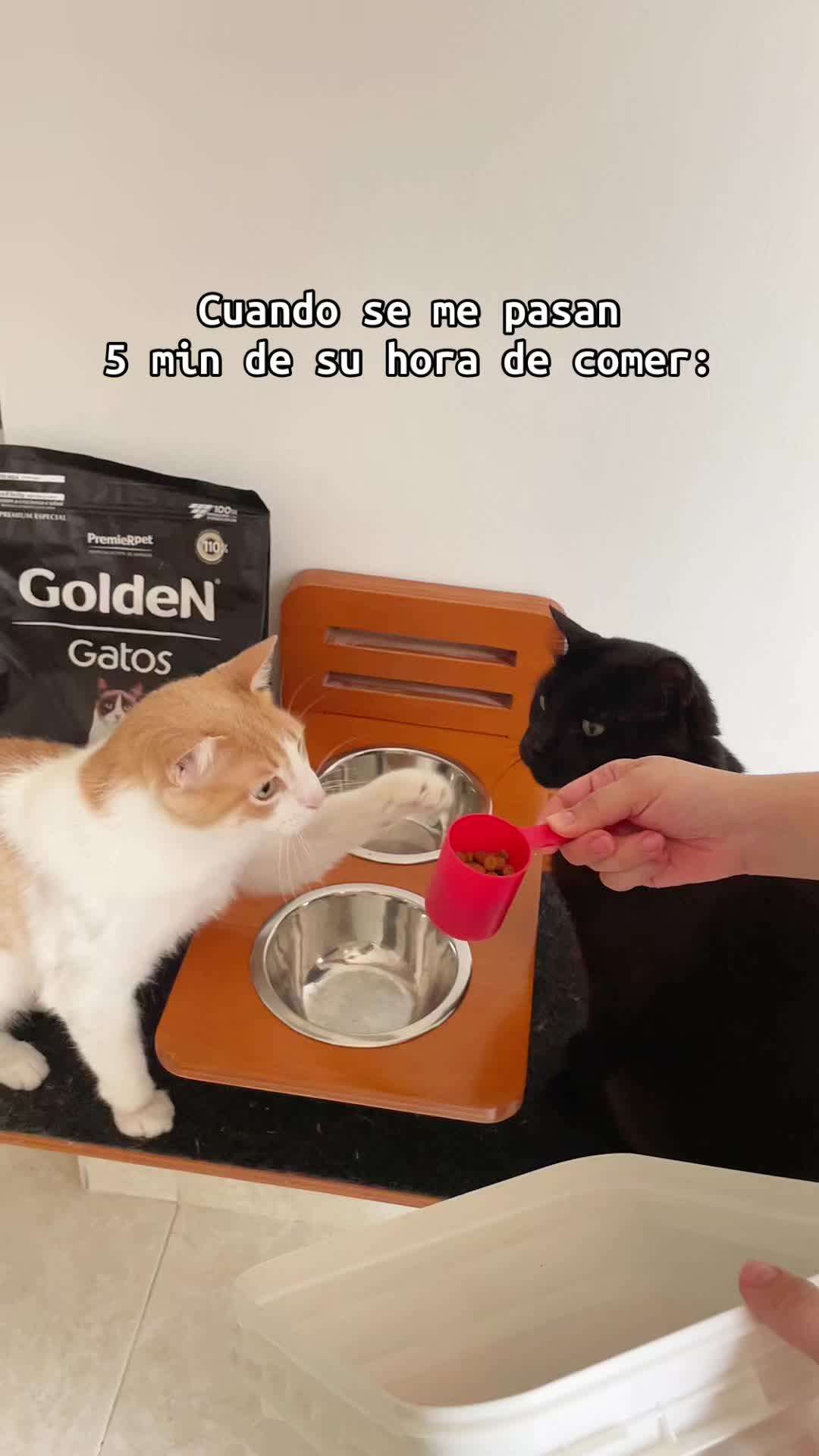 @appa_shihtzurp