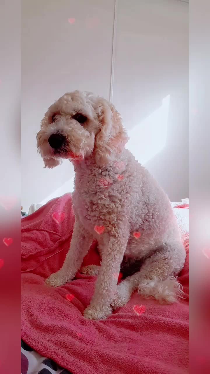 @💯Animals Are Furmily🐾🫶😇♥️