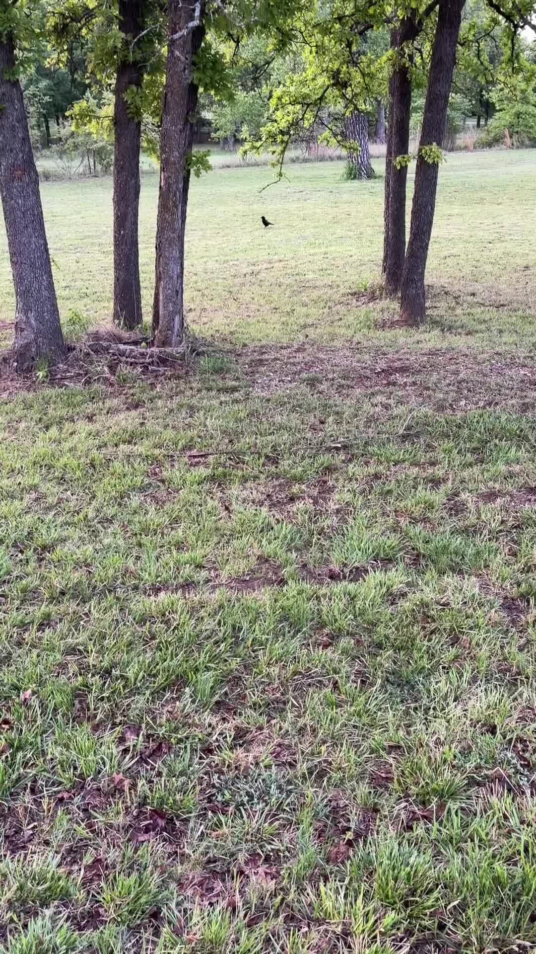 @Dogmansshadow