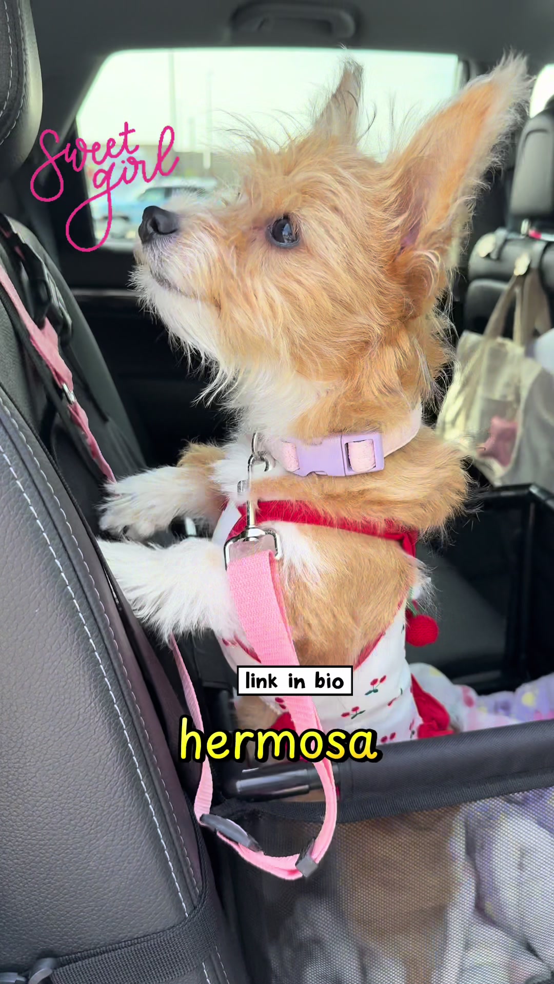 @Puppy Mynnie (Podlee + Cogi)