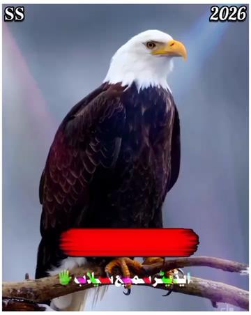 @꧁༺𝐬𝐚𝐦𝐢 𝐬𝐞𝐥𝐚𝐛༻꧂