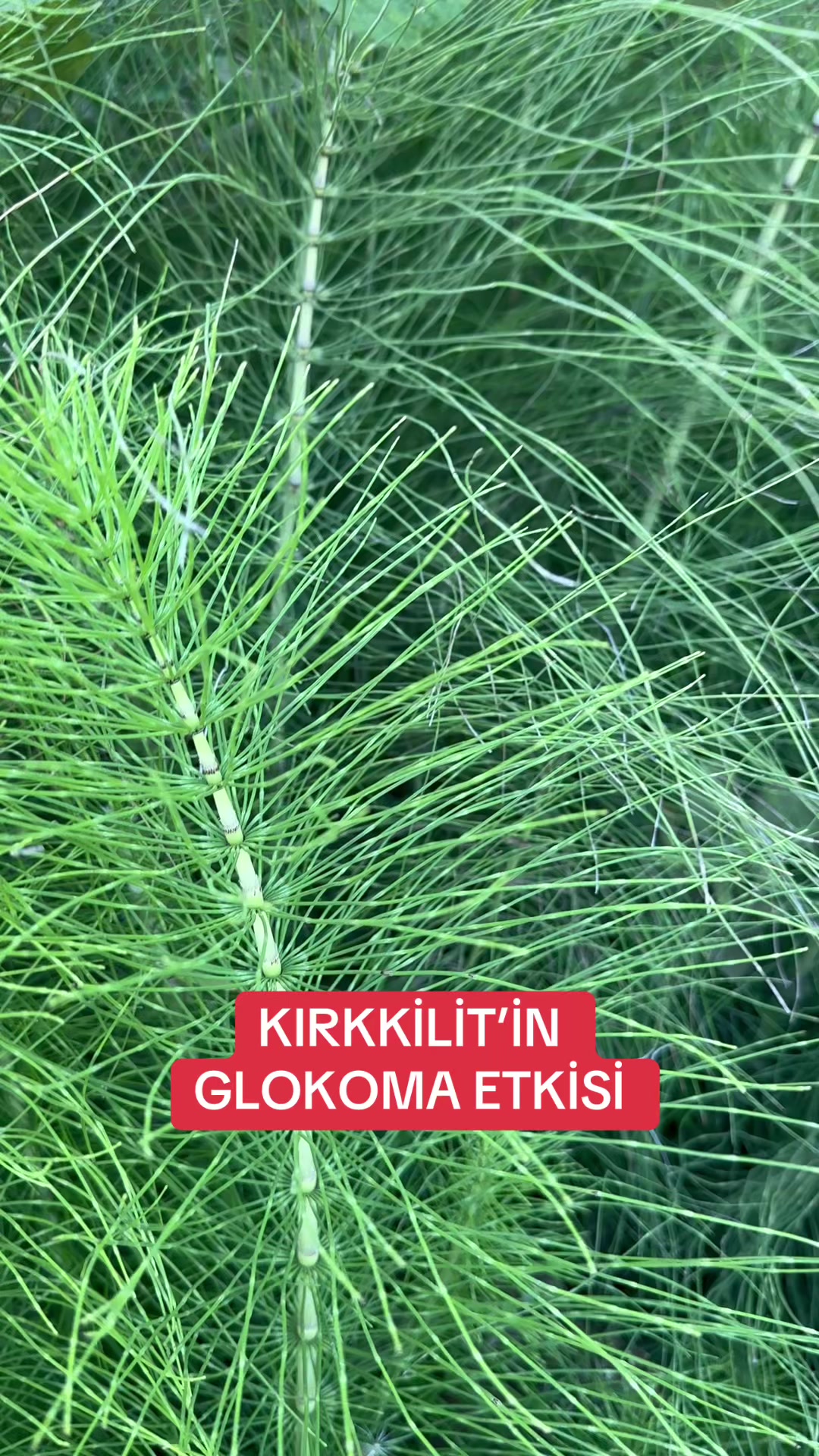 @selamsall