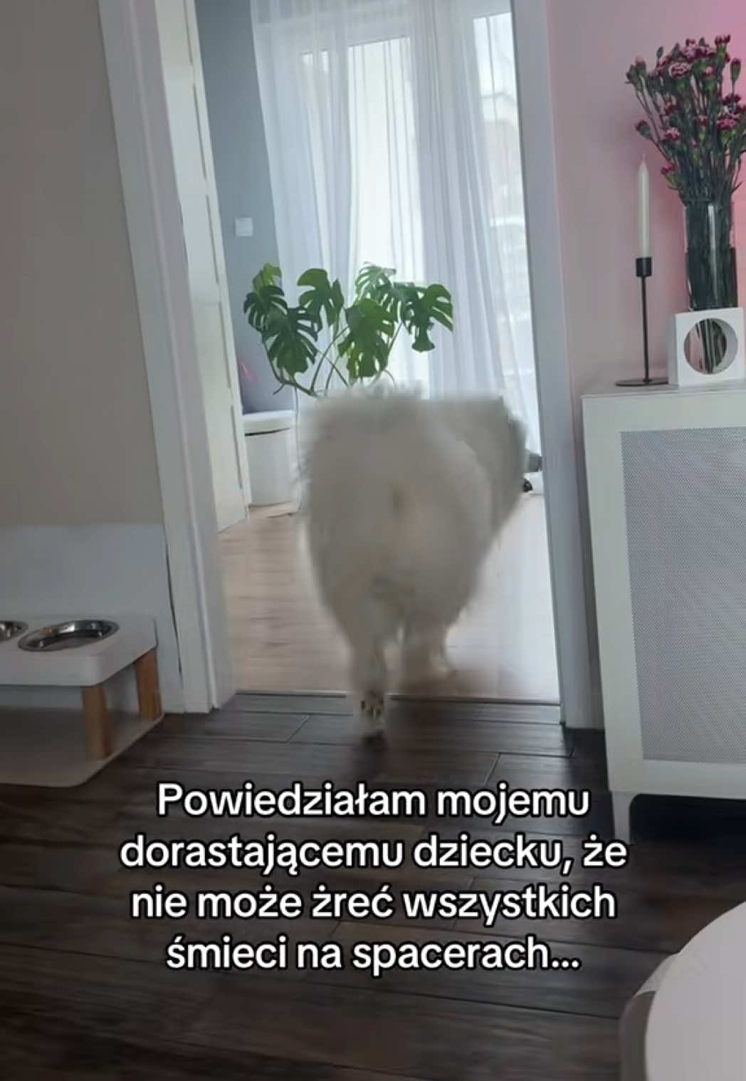 @Samoyed.Kokos