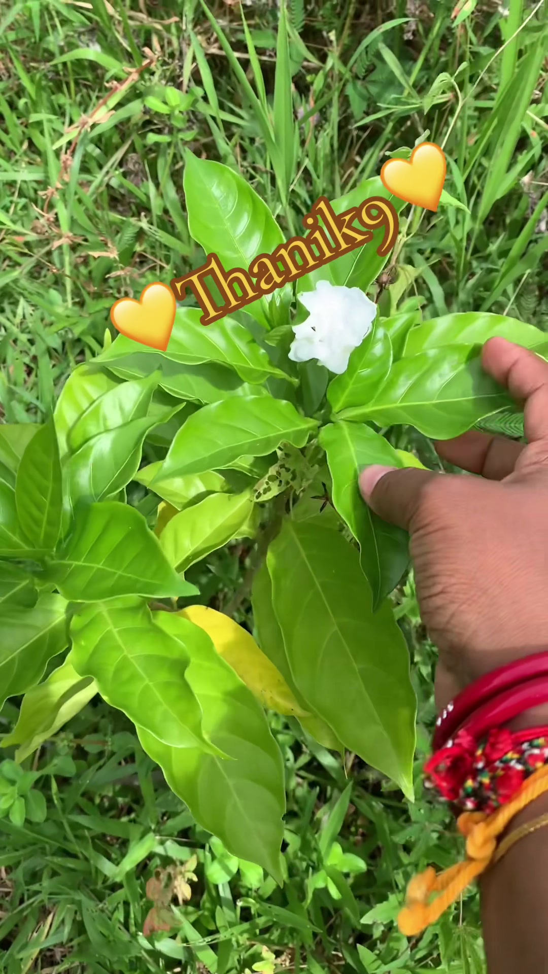 @Thanik