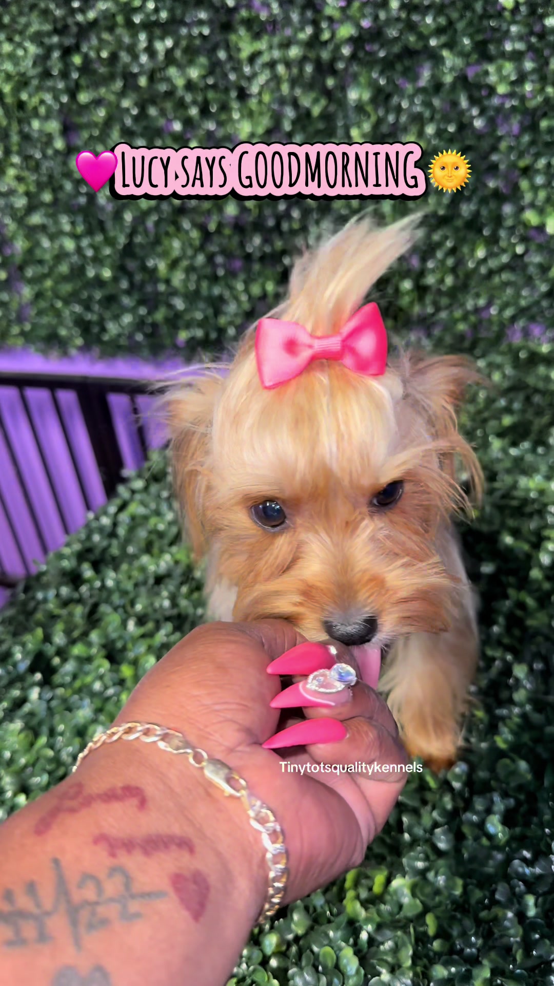 @Dog Lady