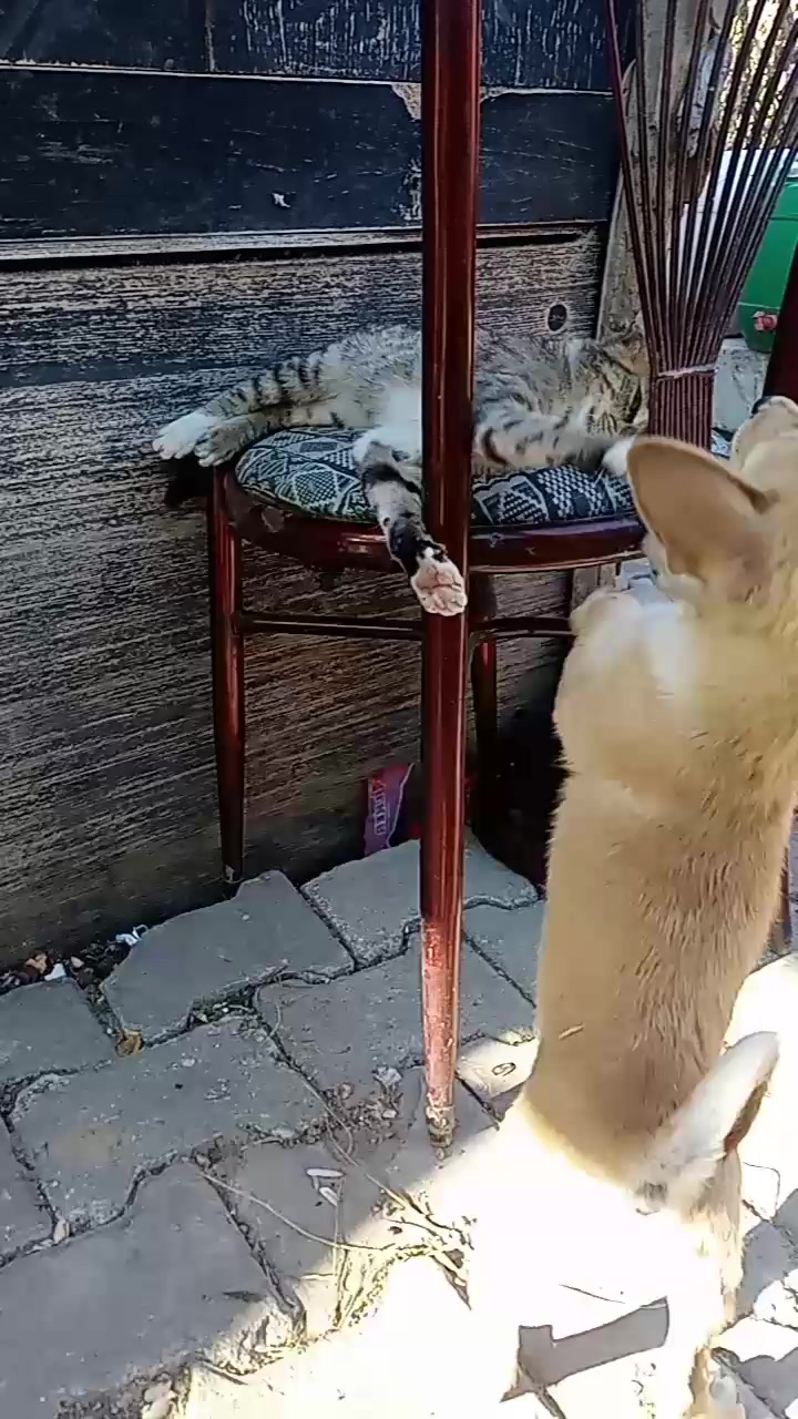 @Burak Damla Şahin