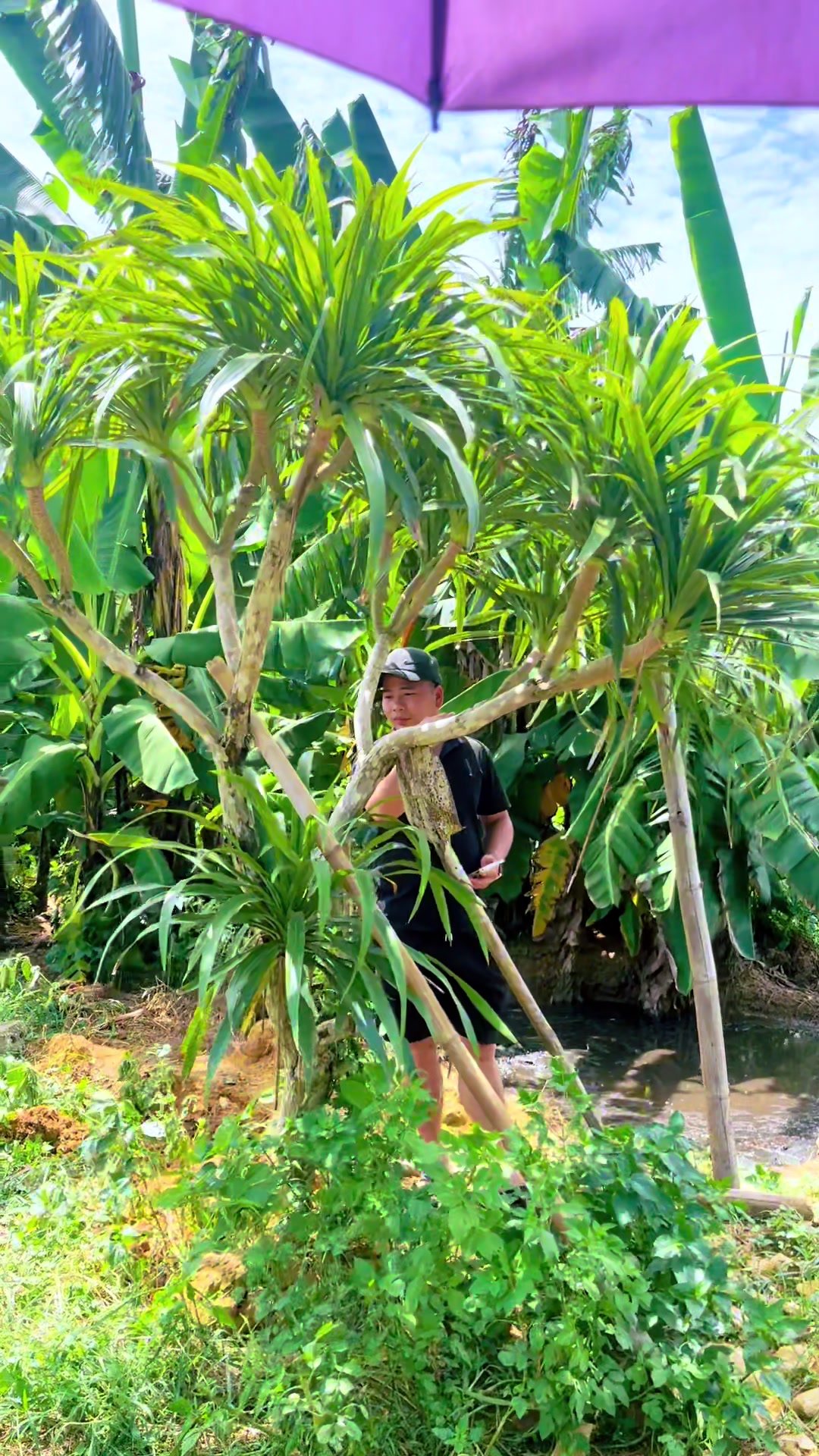 @Shop Cây Cảnh Hương Nguyễn