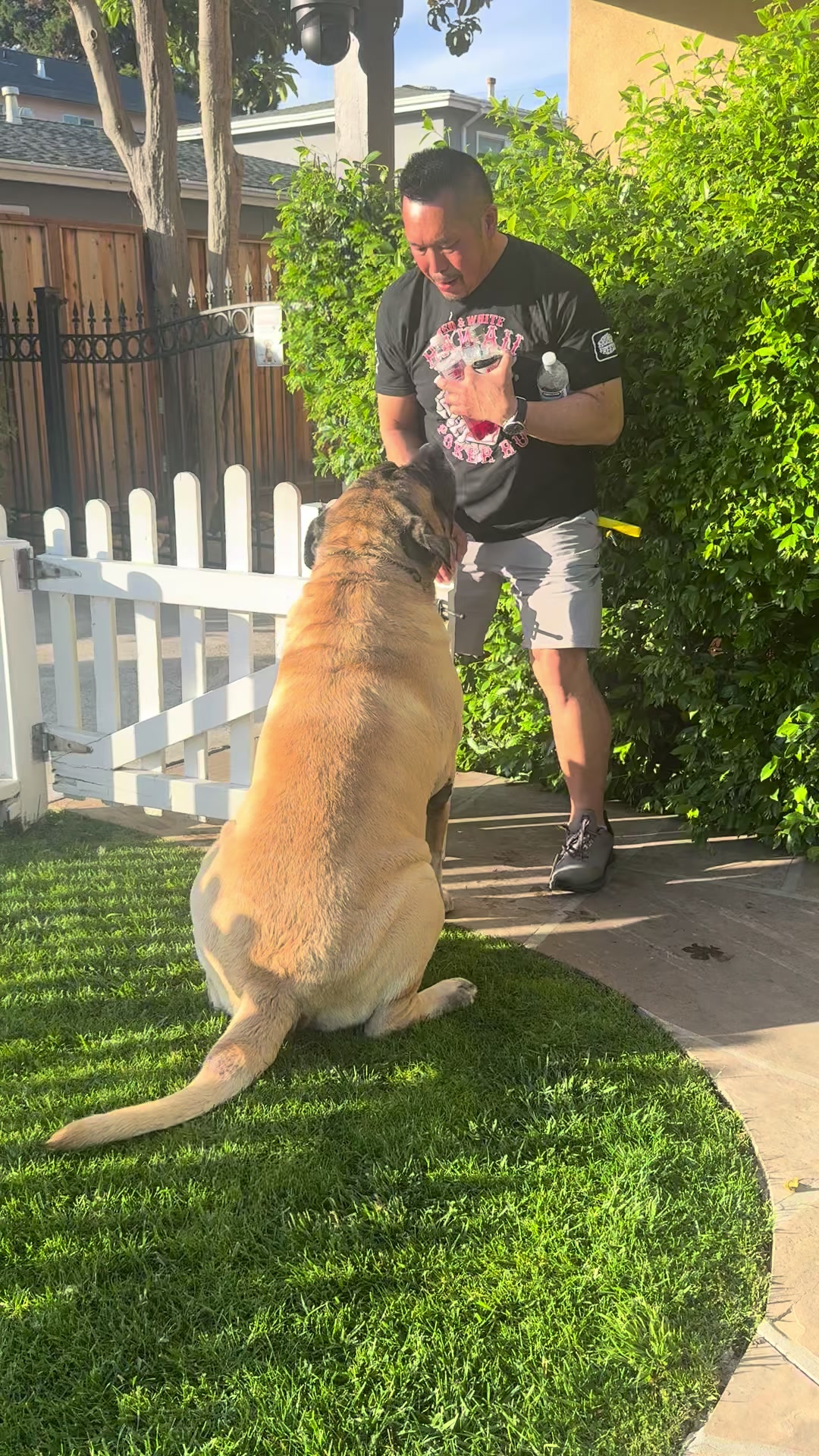 @Fronkythemastiff