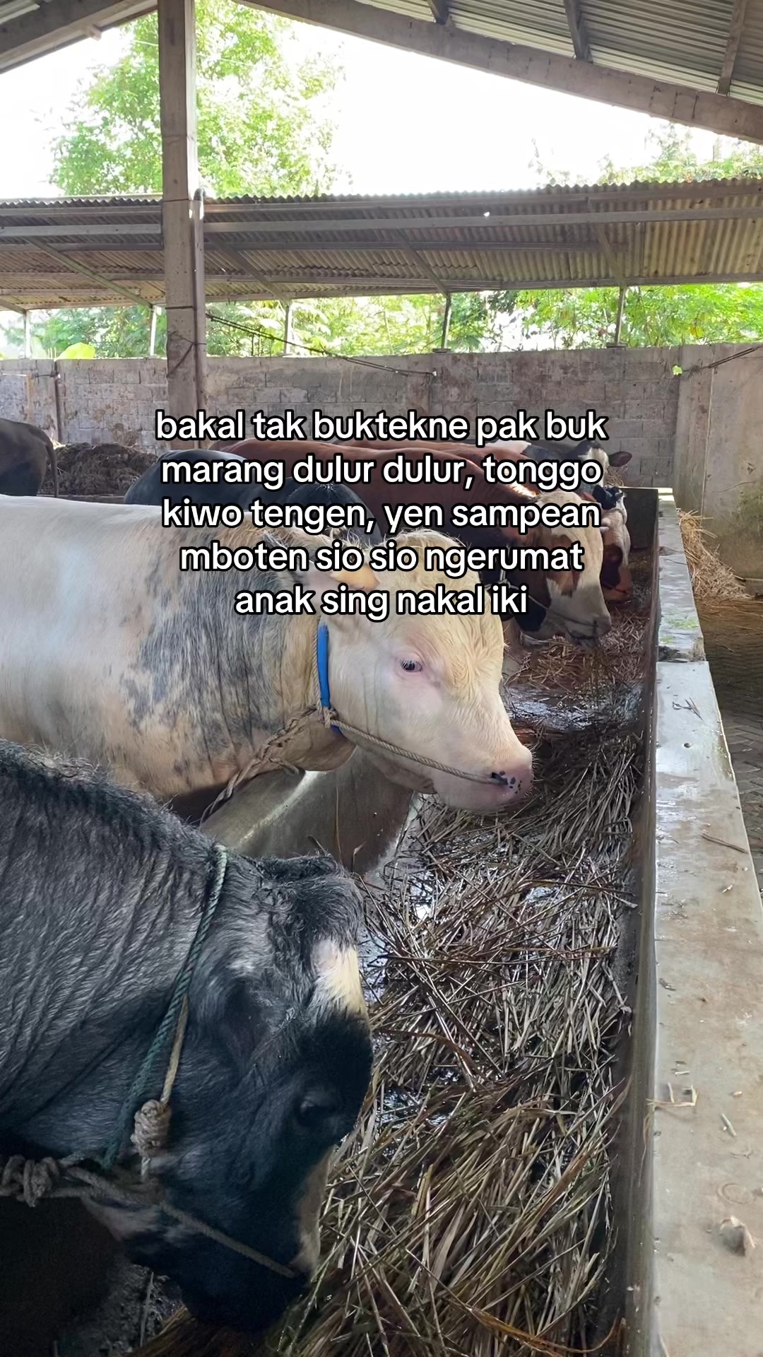 @KANDANG NDESO