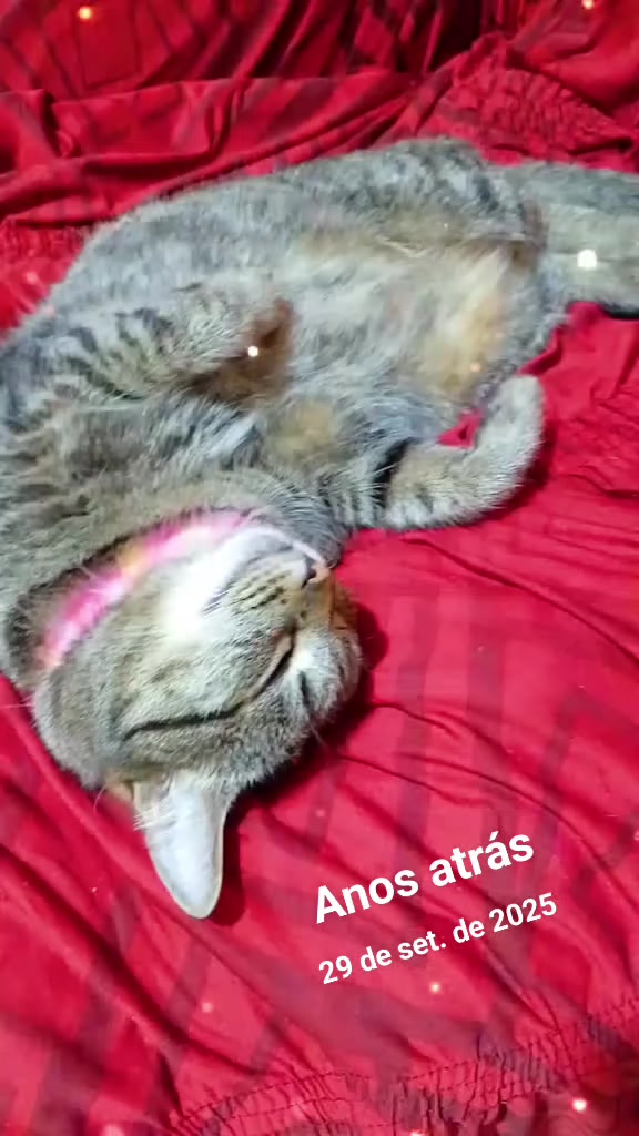 @Sofia Macedo