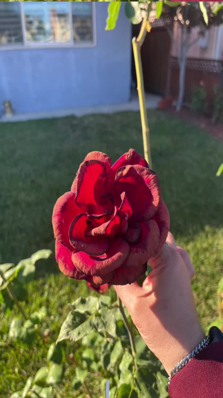 @Doll.Pk1🥰