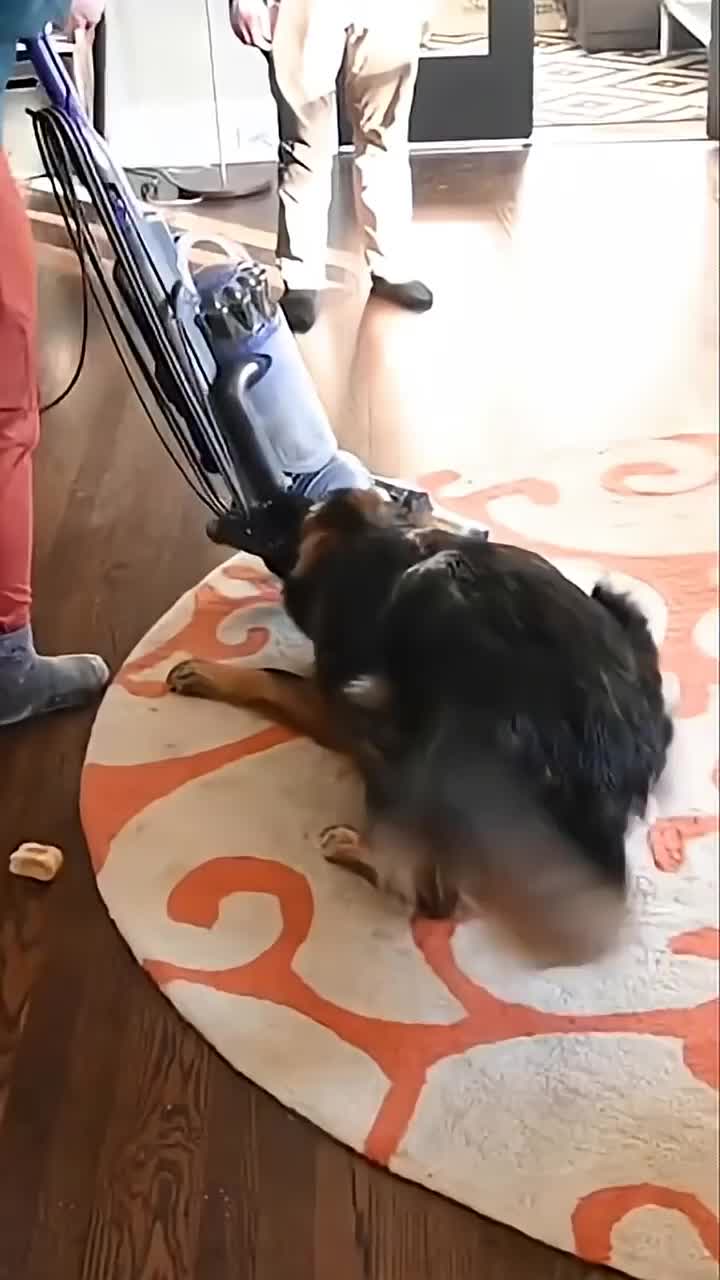@Miracle K9 Training