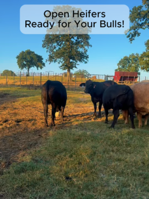@Rutherford Land and Cattle