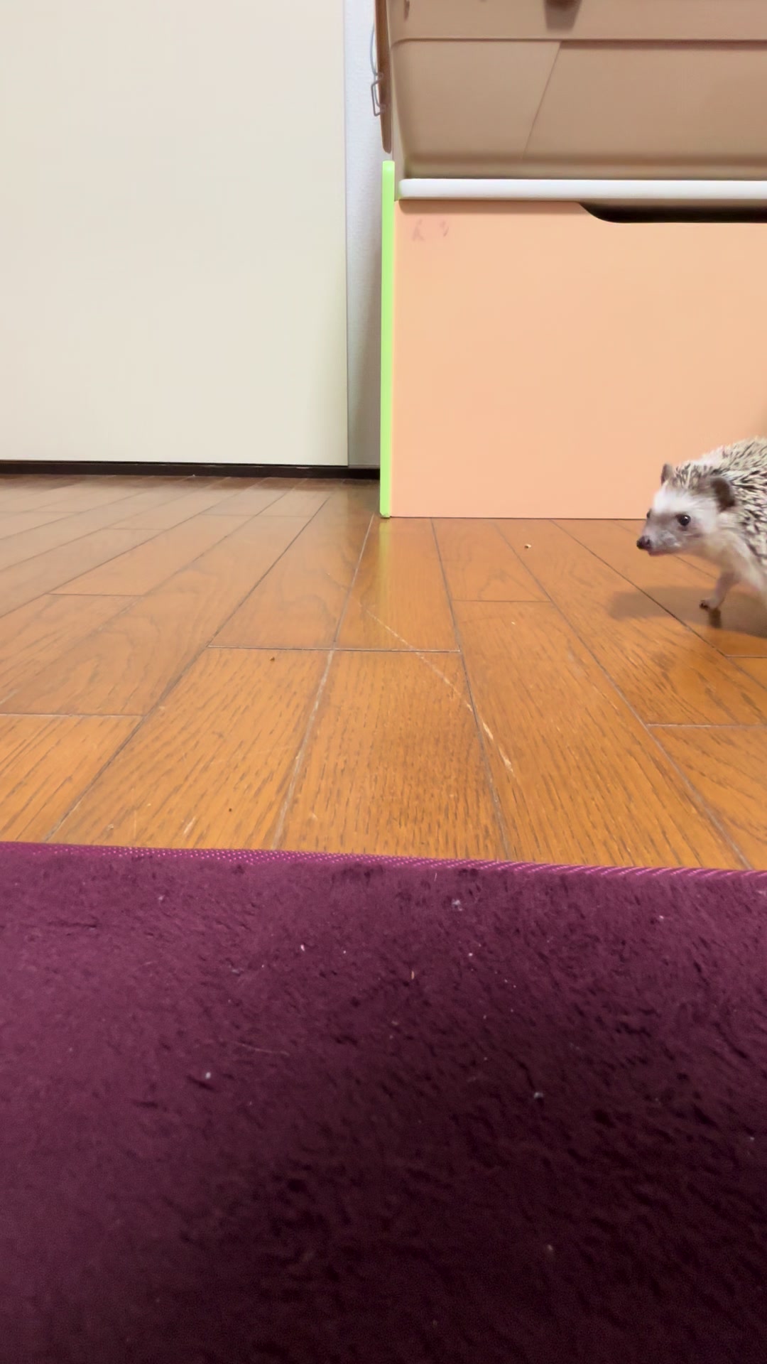 @我が家のハリネズミ🦔