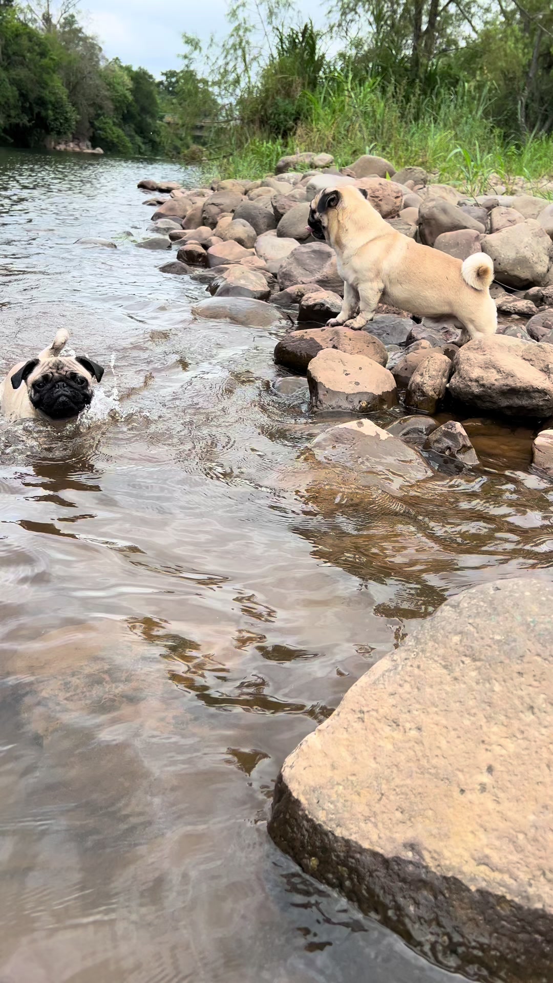 @pugSofyHarry