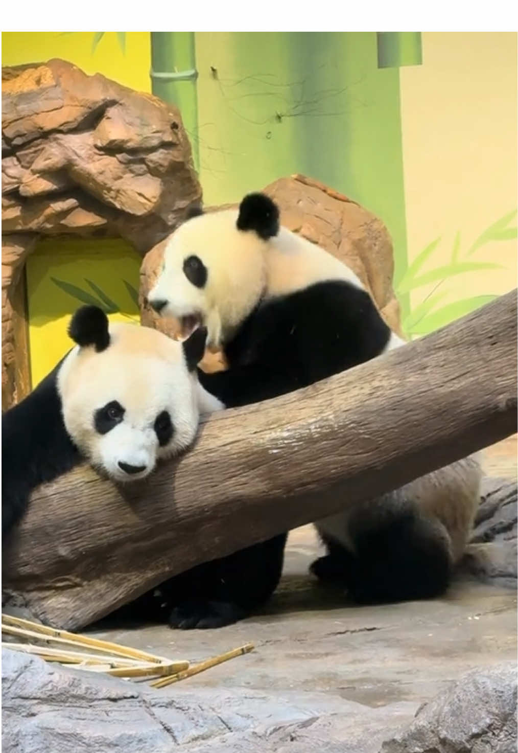 @熊猫妹珠🐼
