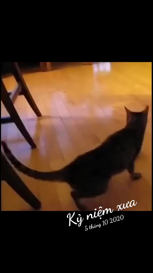 @JBN CATS