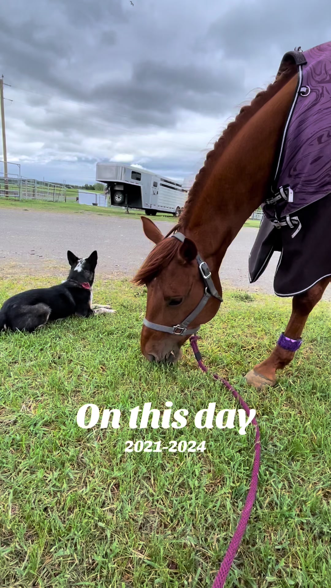 @starboundhorses