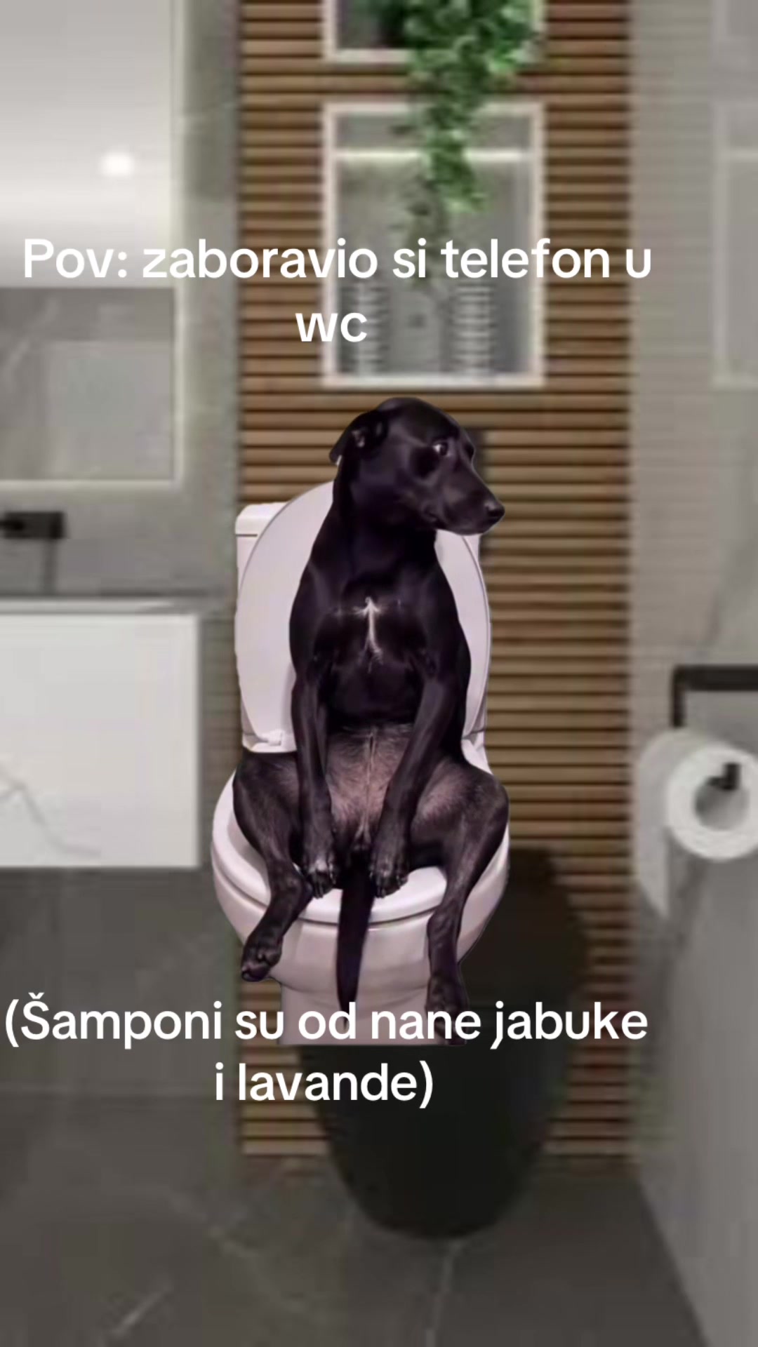 @Joca_cikica