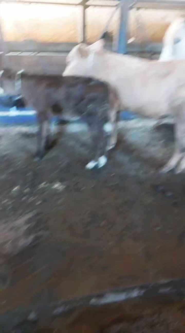 @Veterinar Dr.Firdovsi | Baytar