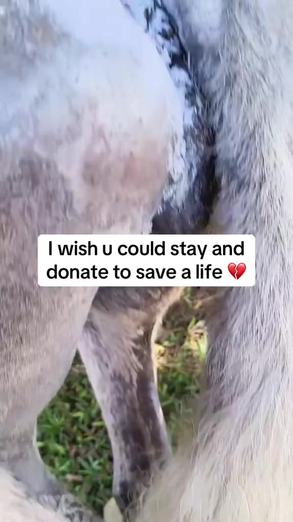 @angels.fleet.rescue