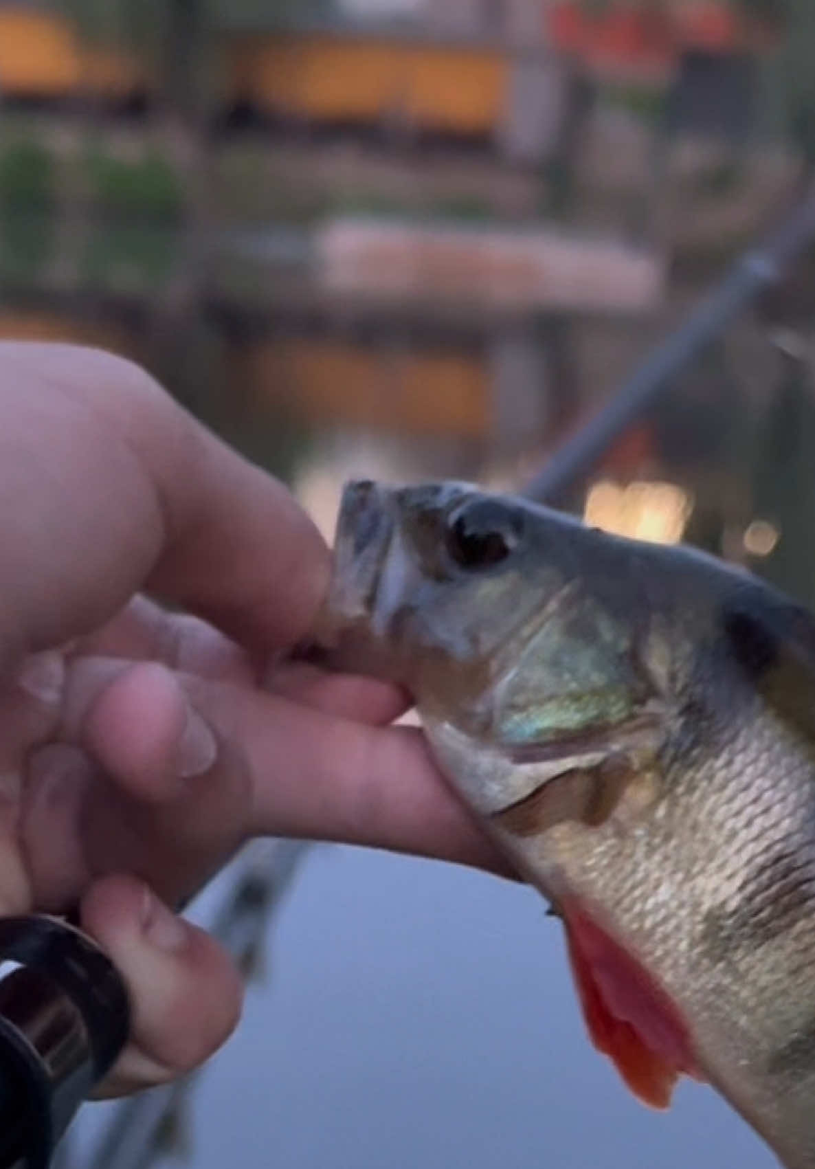 @𝗧𝗚.𝗗𝗬𝗫𝗙𝗜𝗦𝗛🎣