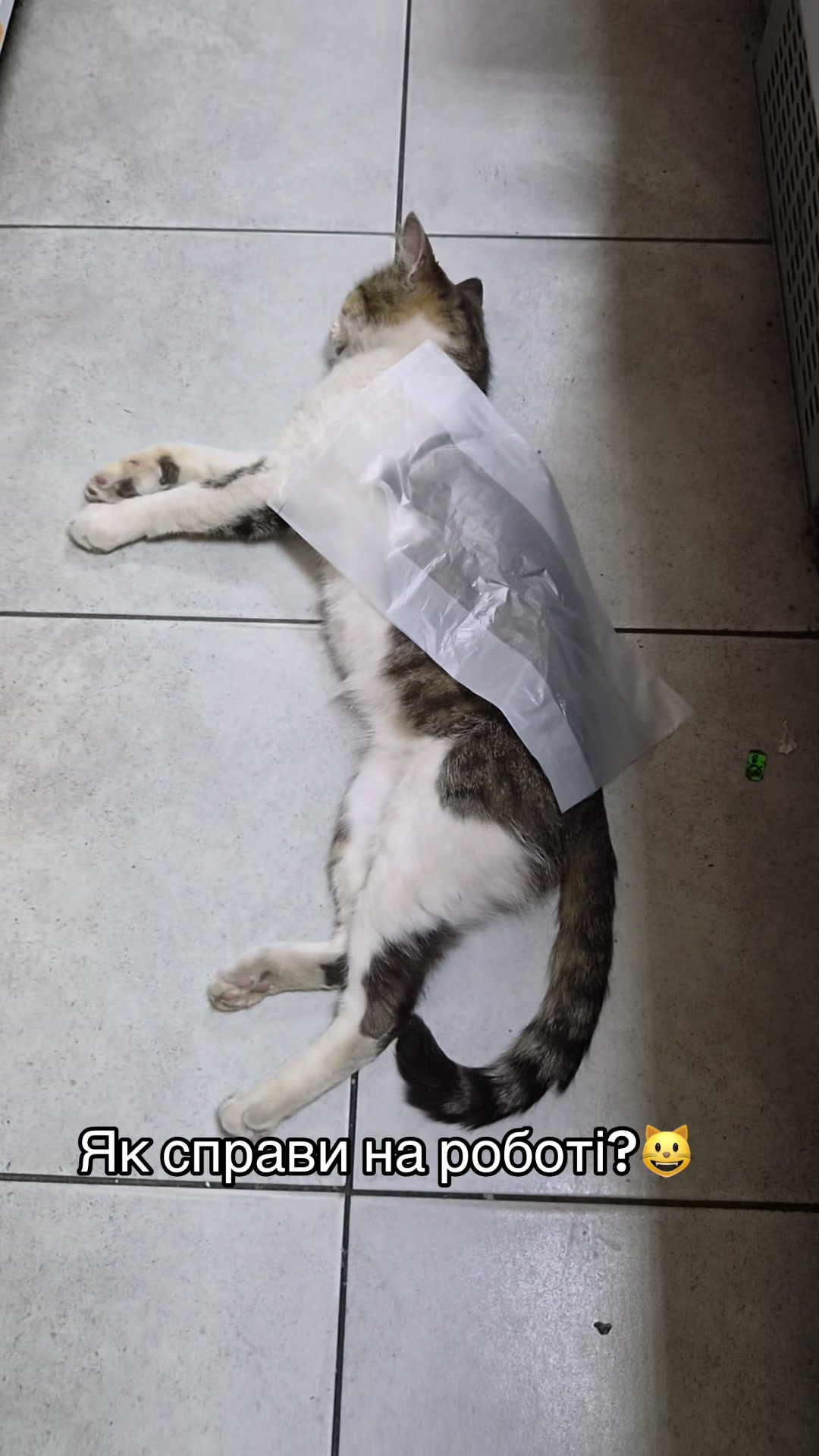 @Магазин «Авокадо» and Мурчік🐱