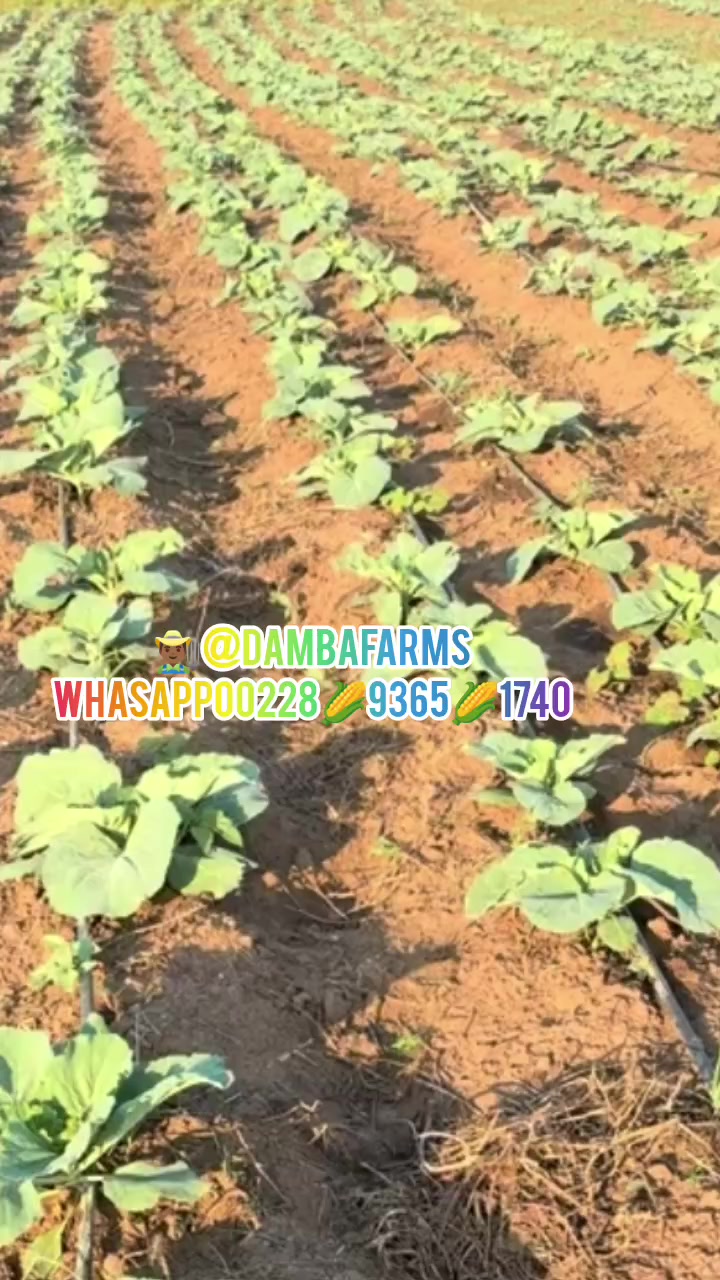 @dambafarms