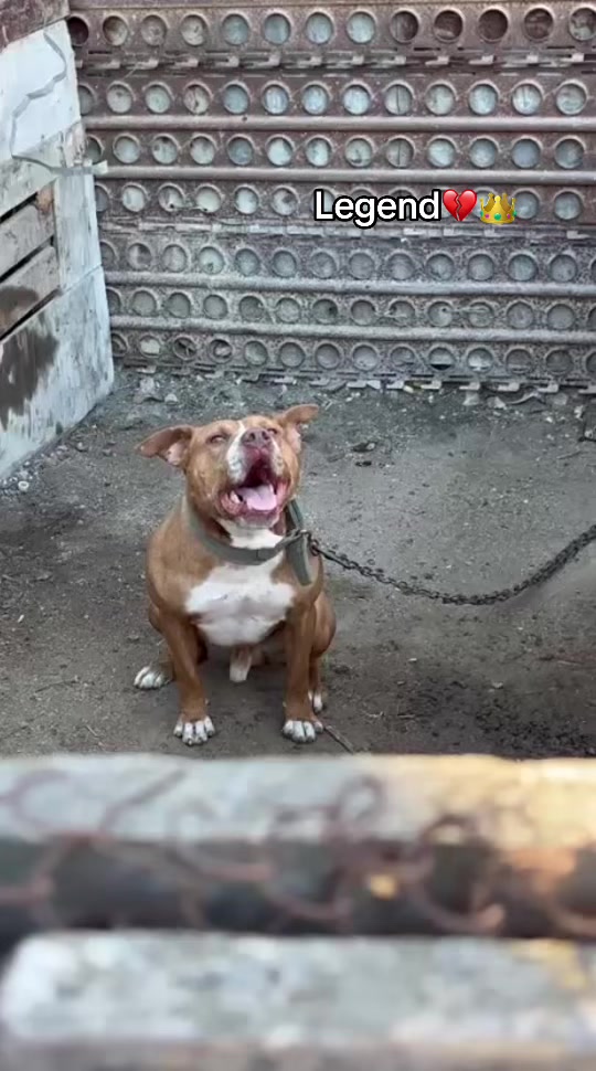 @Joker_pit8