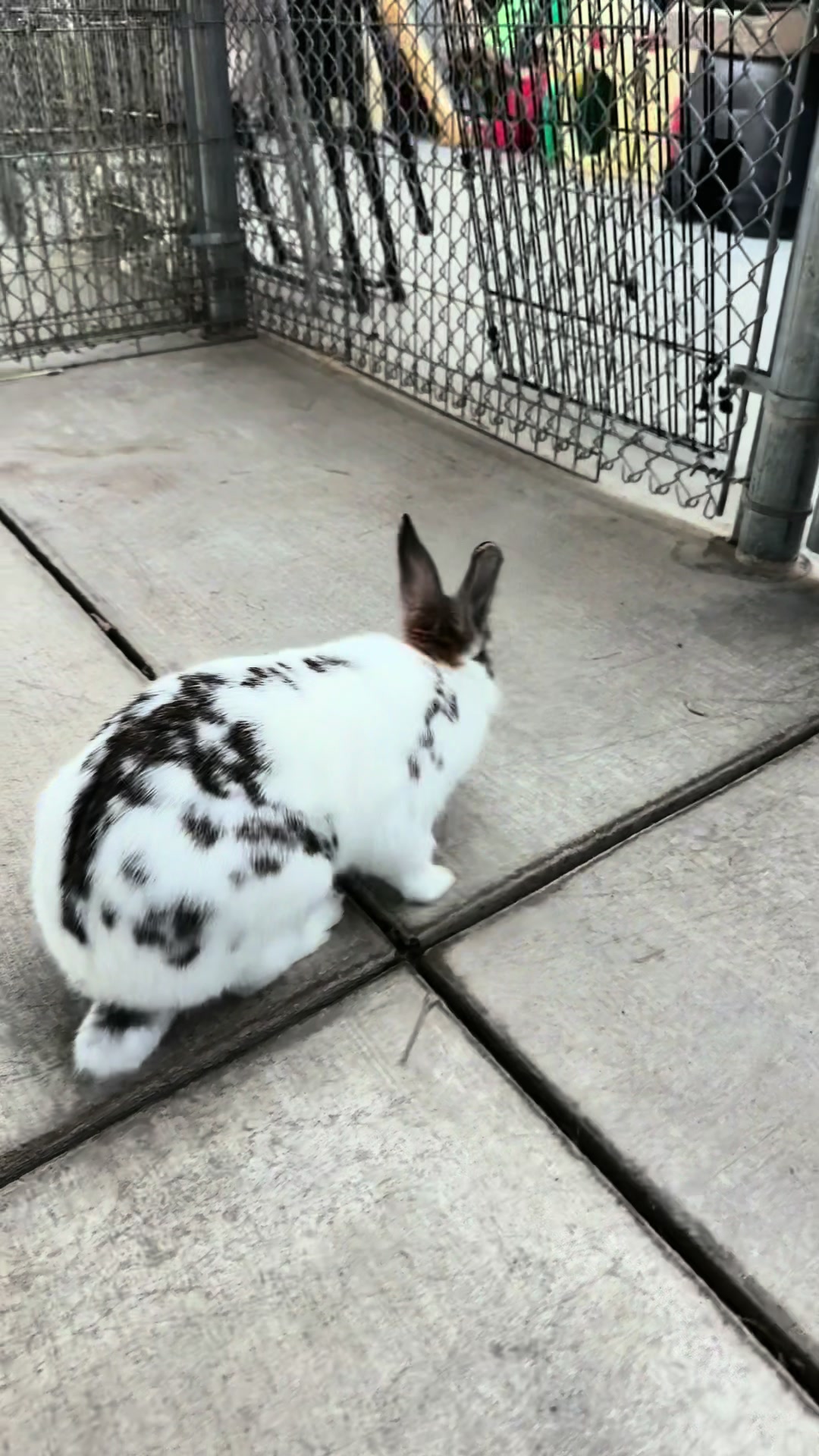 @Bunniesofeastvalley