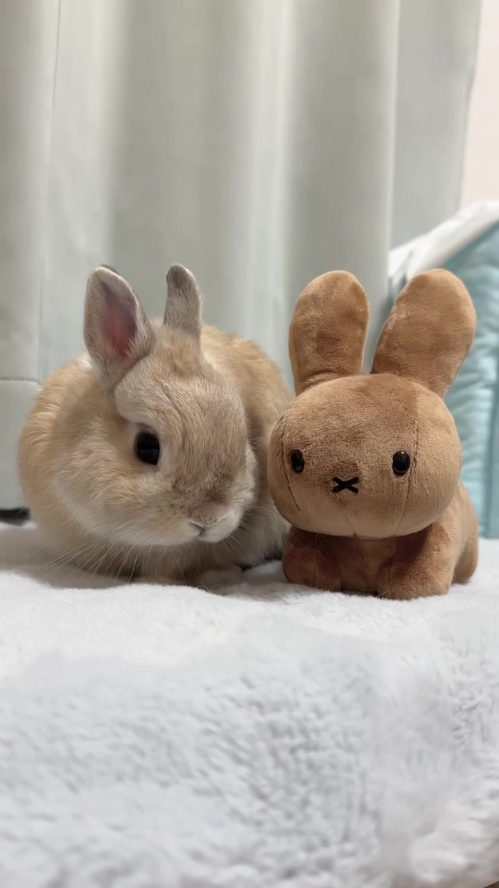 @うさぎのぷっしゅ