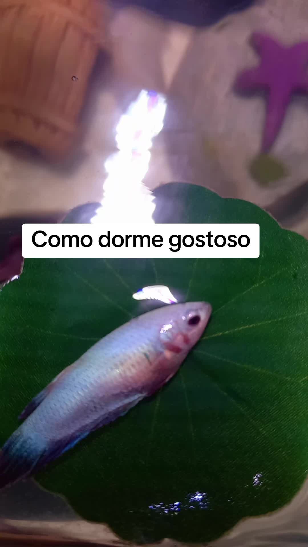 @Michelle Schiavinatto