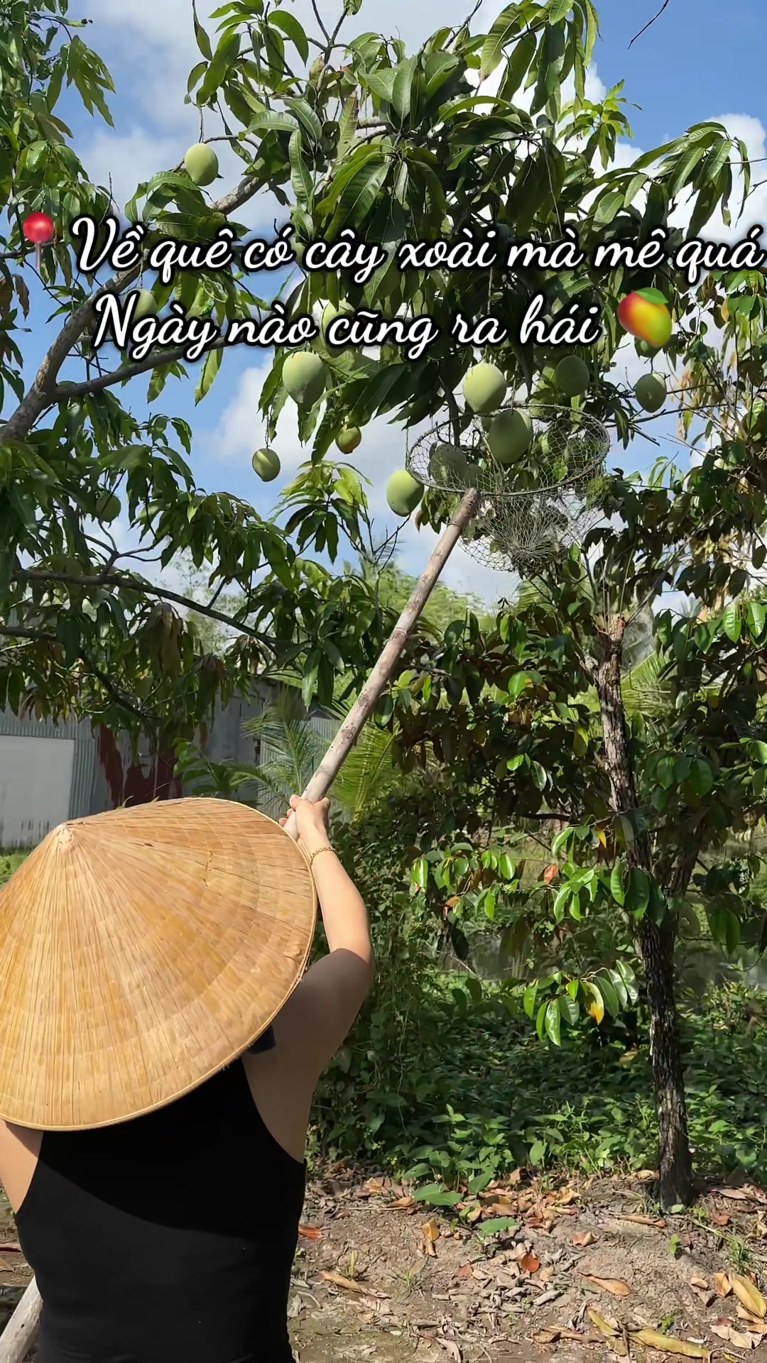 @D&acirc;u T&acirc;y 69