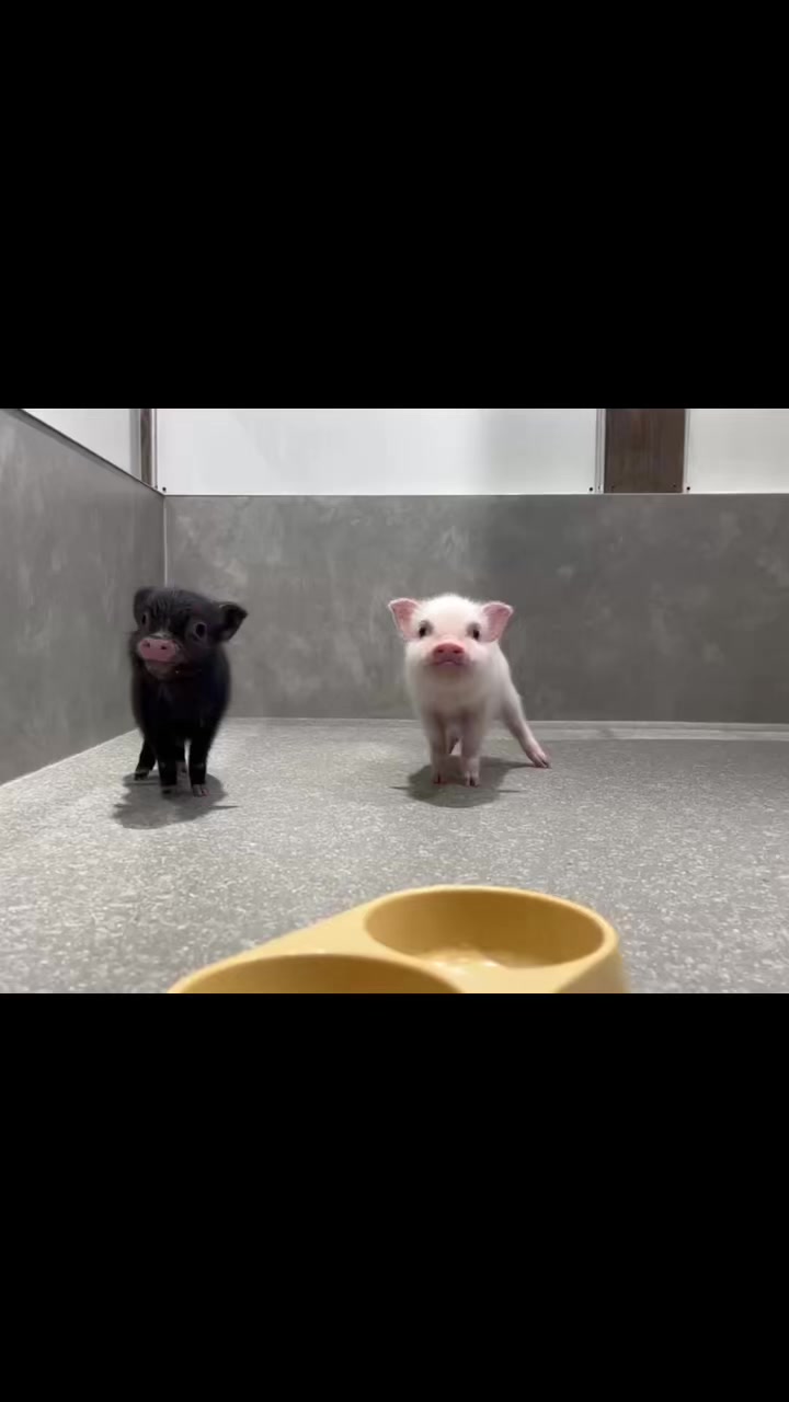 @pignic
