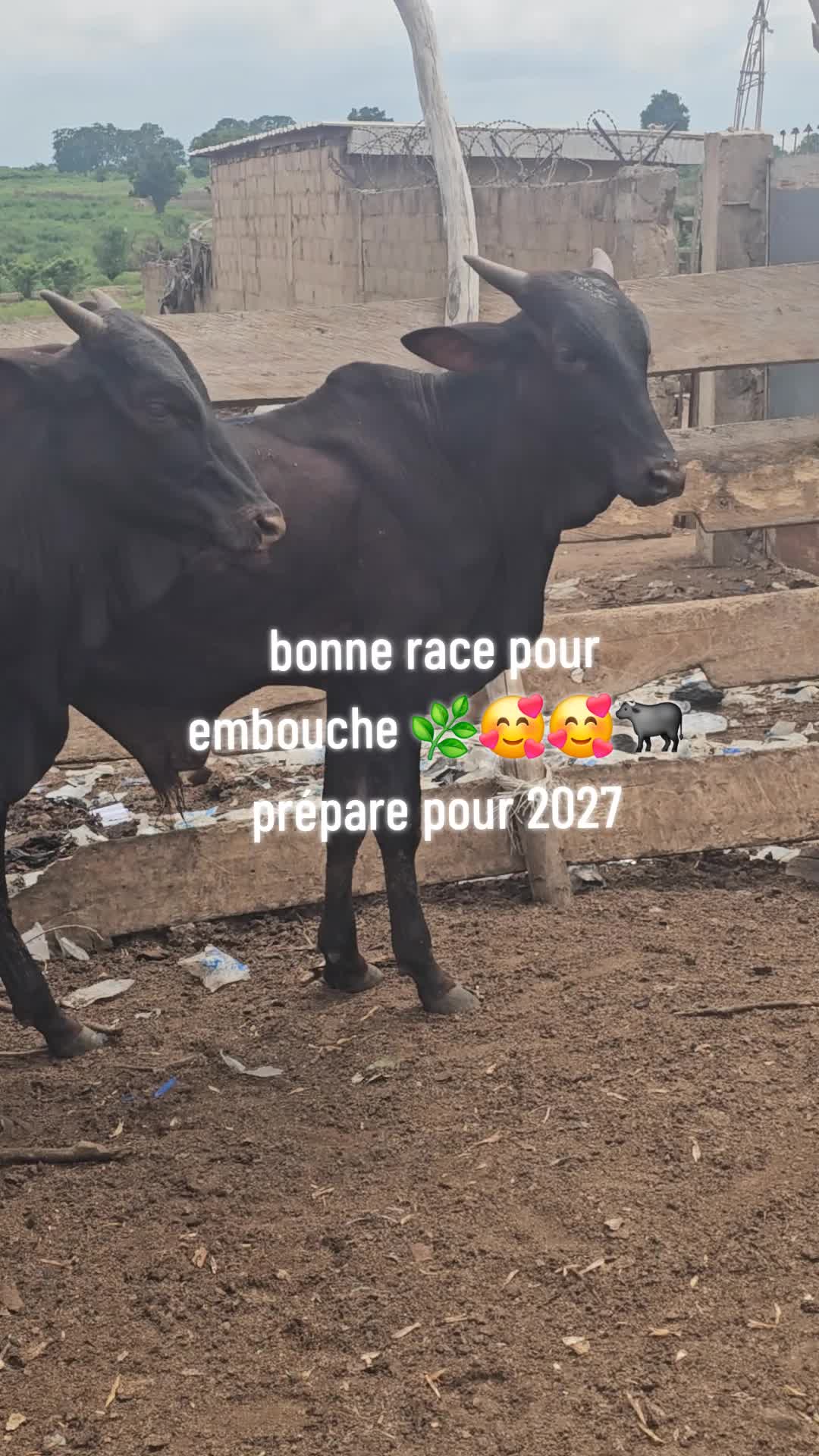 @LE BERGER☘️ÉLEVER💦🥰🇨🇮🇲🇱