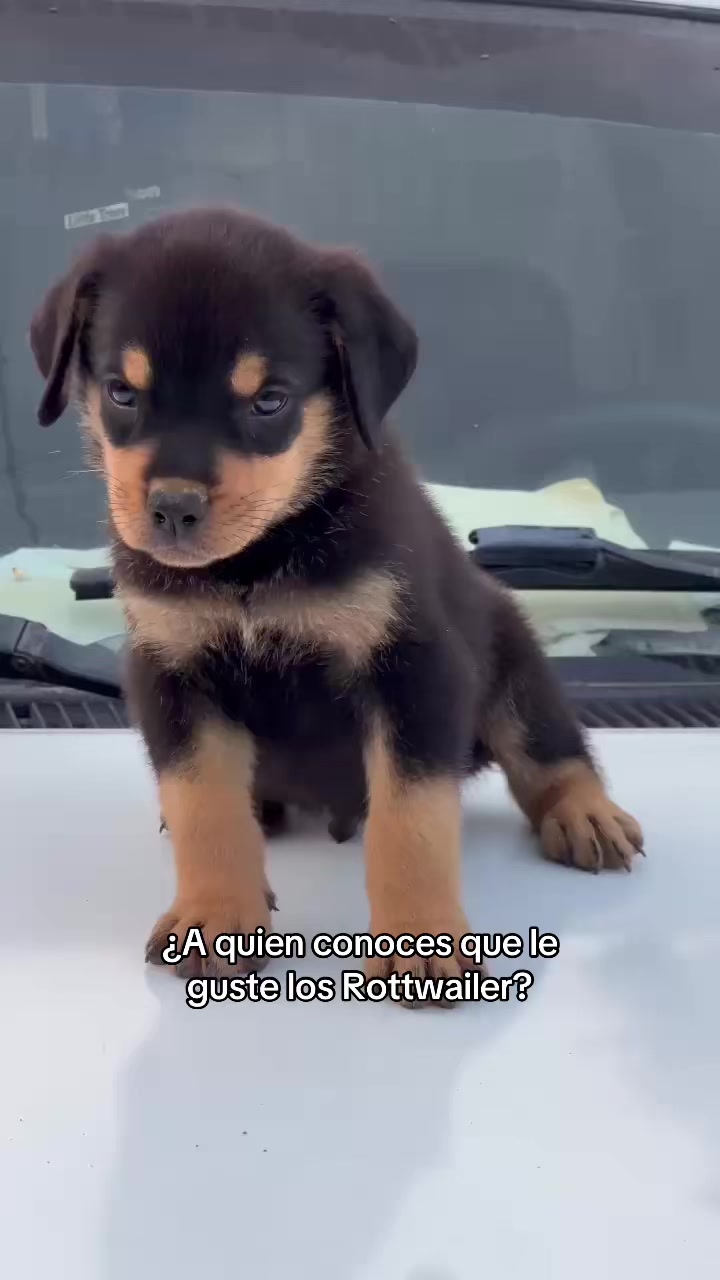 @Dogsr_rd1