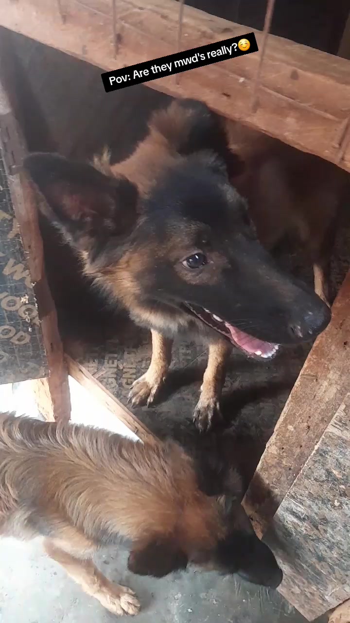 @Orimbajnrkennels
